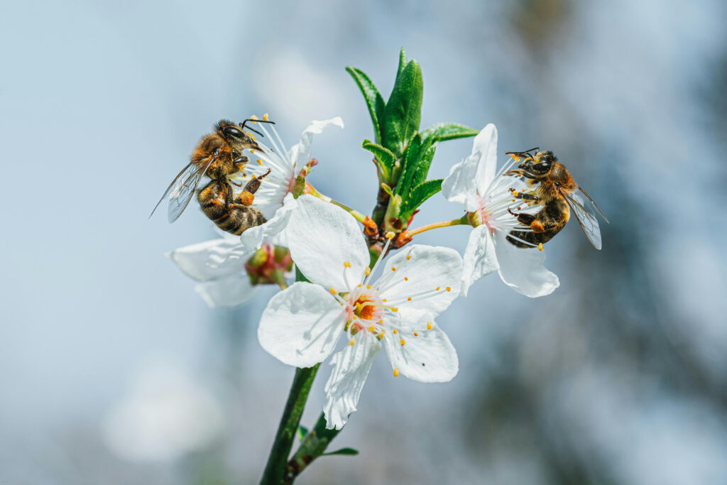 Manuka Honey Reed Diffuser