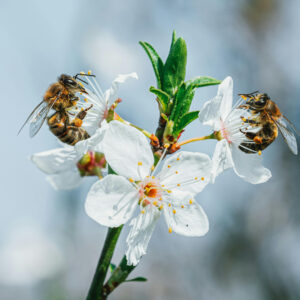 Manuka Honey Candle