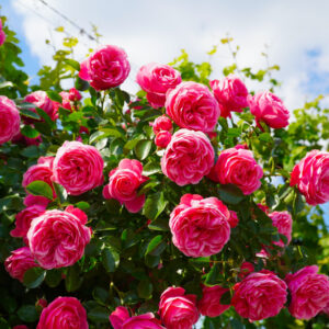 Bulgarian Rose Candle