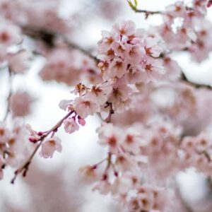 Cherry Blossom Candle