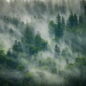 The Rainforest Candle